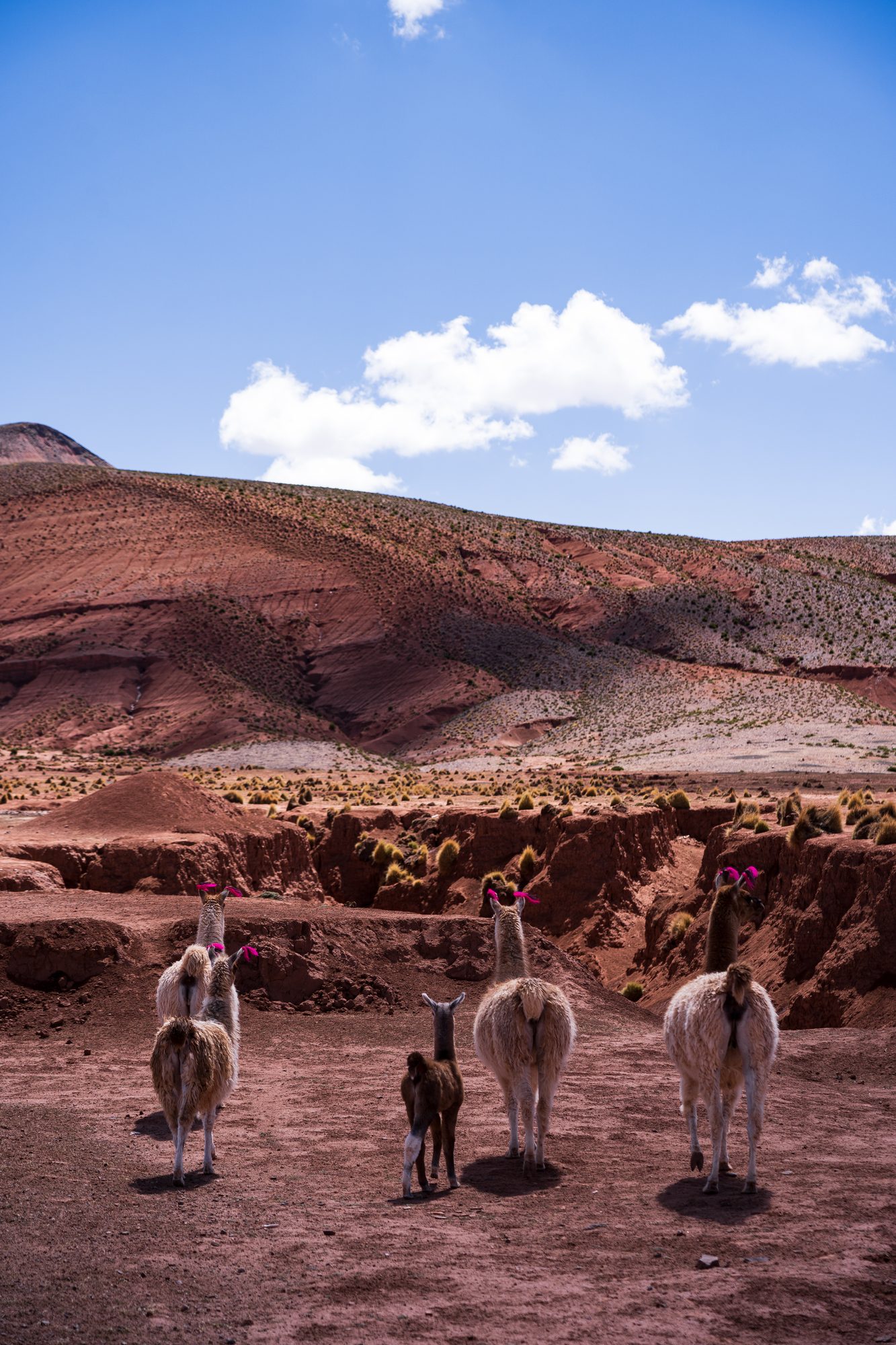 Altiplano · Bolivia