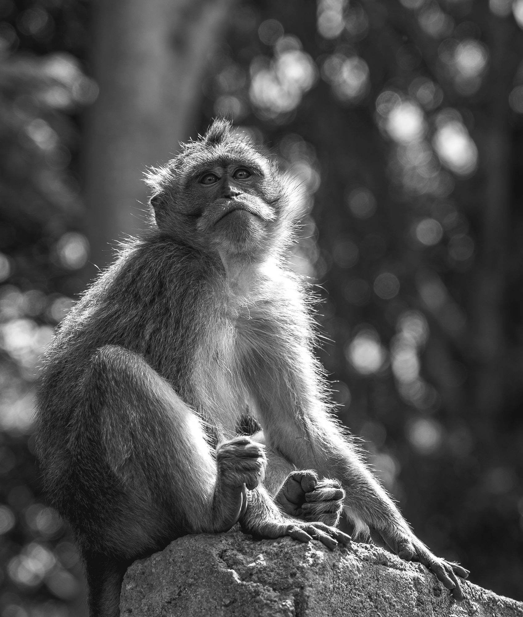Faune sacrée · Bali